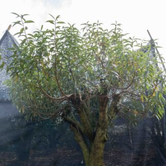 Đào tết Mộc Châu mã số 105