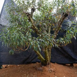 Đào tết Mộc Châu mã số 106